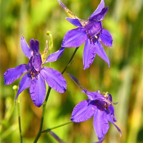 Consolida Regalis Seeds 30 Seeds Consolida Regalis Blue Cloud