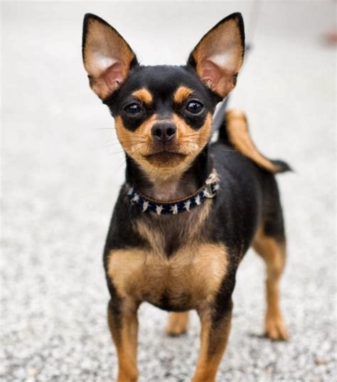 Black Chihuahua Dog Breed Information Pettime