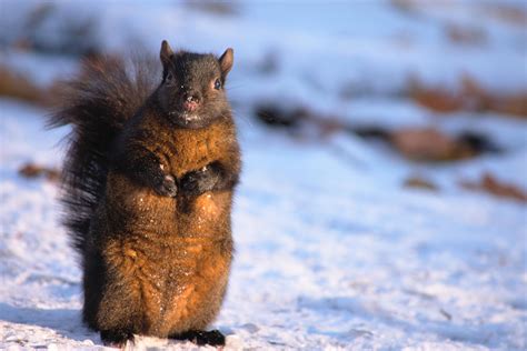 Just A Random Squirrel Oc Animals Nature Photography Animals