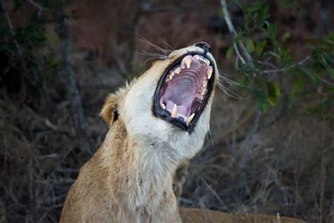 Female Lion Showing Teeth Stock Photo By ©eeitony 90164566