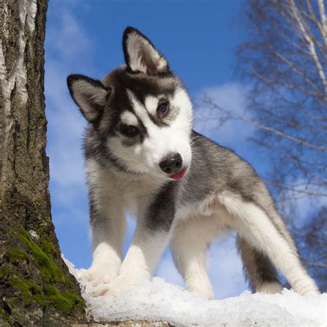 We did not find results for: Pix We Love: Husky Puppies Make Us Want to Howl!