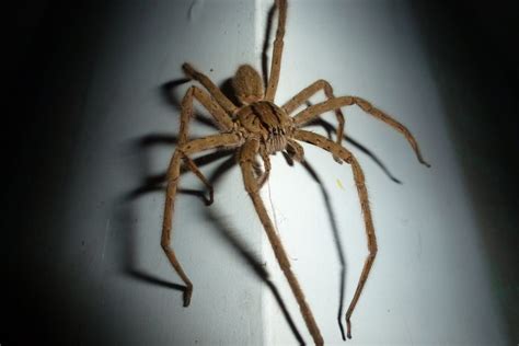 Hobo Spider Vs Giant House Spider Whats The Difference Fauna Facts