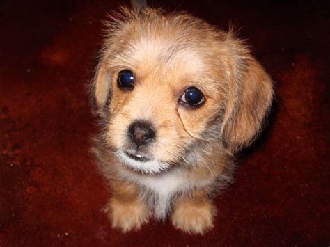 Shih Tzu And Dachshund Mix Puppies For Sale