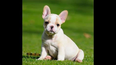 We have specialized in champion sired puppies since 2001 with our original male gabrielle. Mini Fawn French bulldog puppies for sale 786-206-9330 ...