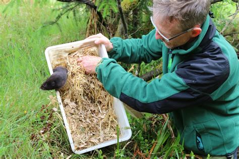 Restoring Ratty Ratty Returns A Shed Load Of Voles Northumberland Wildlife Trust