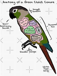 Quot Anatomy Of A Green Cheek Conure Quot Sticker By Mommysketchpad Redbubble