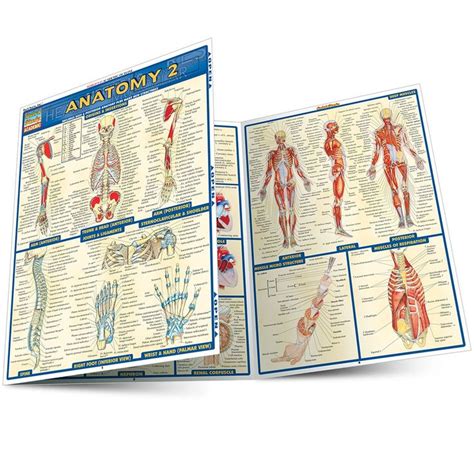 Anatomy 2 Laminated Study Guide 9781572228566 Barcharts Publishing
