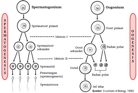 Persamaan Spermatogenesis Dan Oogenesis Materi Kimia