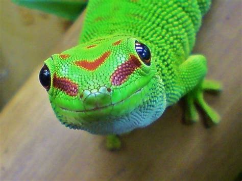 Giant Day Gecko Phelsuma Madagascariensis Grandis Cool Pets Gecko
