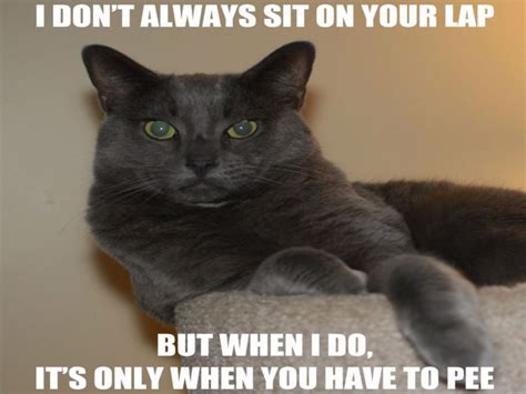 Cat Meme Quote Funny Humor Grumpy 33 Wallpapers Hd Desktop And