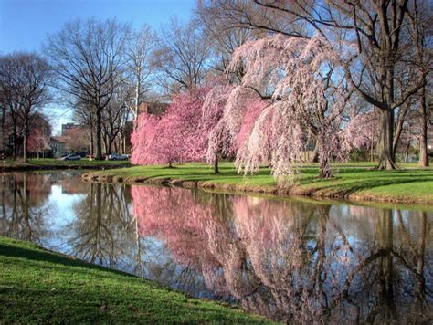 11 Best Spots To See Cherry Blossoms In New Jersey New Jersey Digest