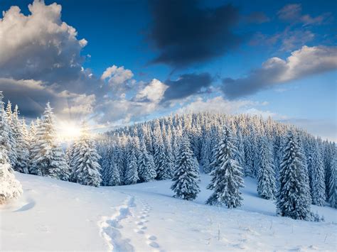 Wallpaper Thick Snow Trees Forest Sunrise Winter Morning 5120x2880
