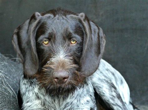 German Wirehaired Pointer Breed Info Pics Puppies Traits Hepper