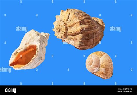 Mediterranean Sea Snails Hi Res Stock Photography And Images Alamy