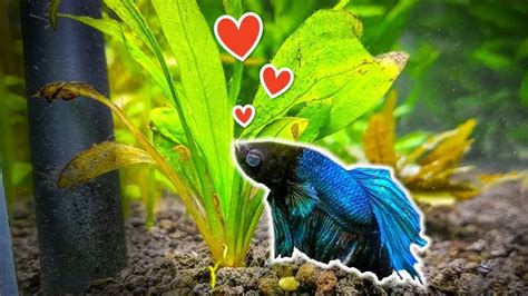 Best Live Plants For Betta Fishes Review And Buying Guide Constant