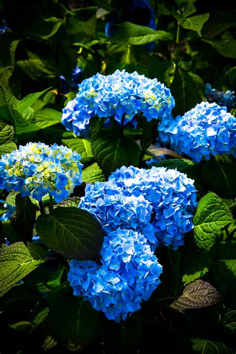Hydrangeas are a truly unique flower, especially when it comes to hydrangea care and maintenance. Penny Mac Hydrangea | The Tree Center™