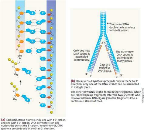 Why does dna replicate