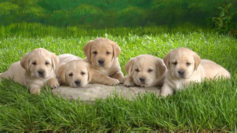 Download Baby Animal Puppies On The Field Wallpaper
