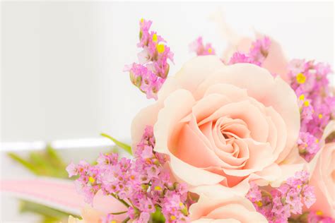 Soft Pink Rose 4k Ultra Hd Wallpaper Background Image