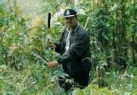 Bersihkan daun sirsak dengan air yang. Anim Agro Technology: POKOK KETUM