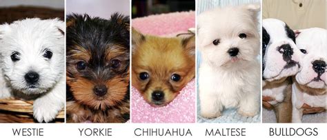 Deal in all type of Puppies Breeds & Kittens in Manhattan ...