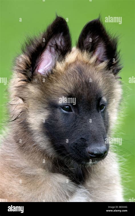 Close Up Portrait Of Belgian Shepherd Tervueren Dog Pup Stock Photo Alamy