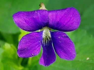 We did not find results for: Illinois State Flower | Violet