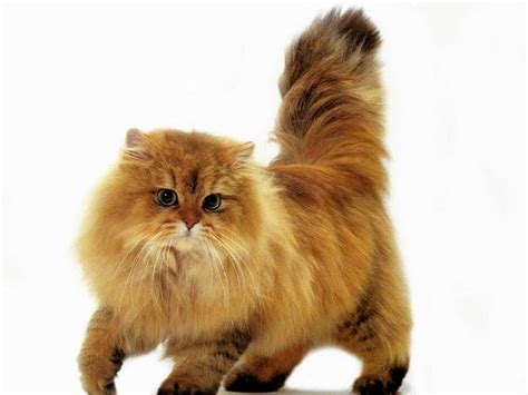 The Golden Persian Cat A Majestic Pet My Persian Cat