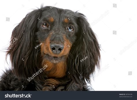 My dachshund puppy looks like a stuffed dog. 56 Top Photos Long Haired Dachshund Stuffed Animal ...