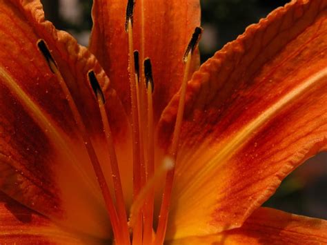 1920x1080px 1080p Free Download Orange Lilies Beautiful Flowers Hd