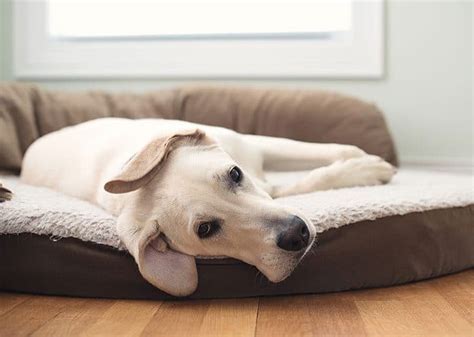 How To Teach Your Dog That Its Chill Out Time Burgess Pet Care