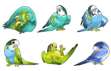 Pin On Birds
