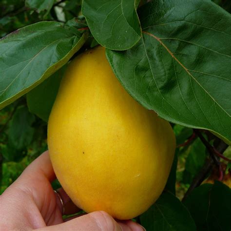 Maybe you would like to learn more about one of these? Quince Vranja | Buy Quince Tree | Purchase Quince Fruit Trees
