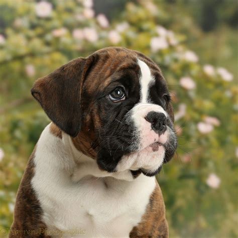 59 Boxer Puppies For Sale On Facebook Image Bleumoonproductions