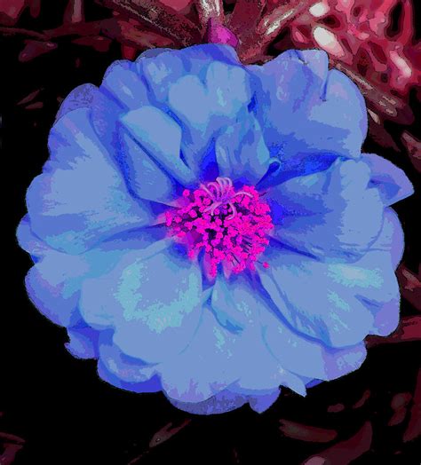 Abstract Blue Flower With Pink Center Photograph By Mary Sedivy Pixels