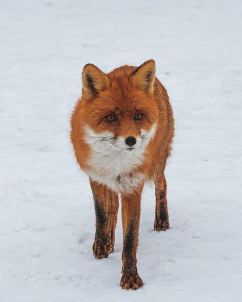 Red Fox By Zhan Zhang On 500px Fox Images Cute Animal Photos Animals