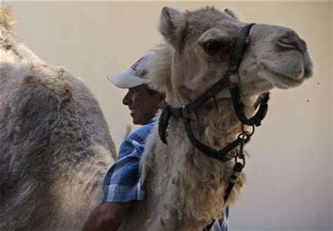Camel milk has been the primary type of milk consumed by many bedouin cultures for generations. Dairy owners promote camel milk benefits | Pets | stltoday.com
