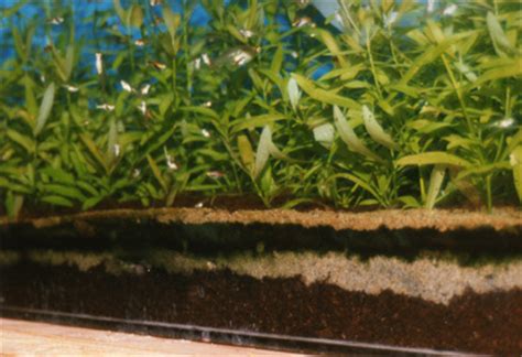 You can be as creat. Aquaworld Aquarium - Article - Supersoil Planted Aquarium