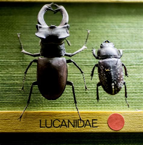ENTOMOLOGY – Goulandris Natural History Museum