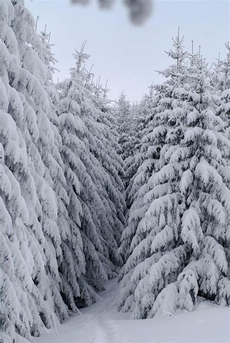 Majestic Evergreens Weighted With Snow Merveilles D