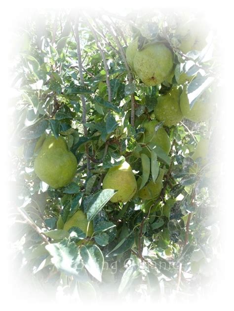 A cherry or ornamental fruit tree blossoming with flowers and bu. Growing Organic : Where Does the Fruit Grow? Identifying ...