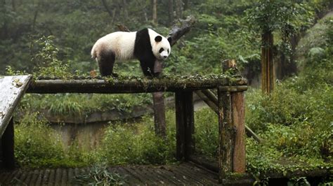 Survey Giant Pandas No Longer Endangered In China News Al Jazeera