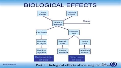 Biological Effect Of Ionizing Radiation 3 Download Scientific Diagram