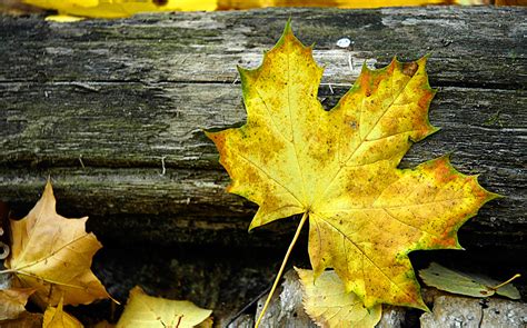Autumn Leaves Windows 7 Desktop Backgrounds