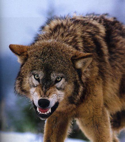 LoBo - Taringa!