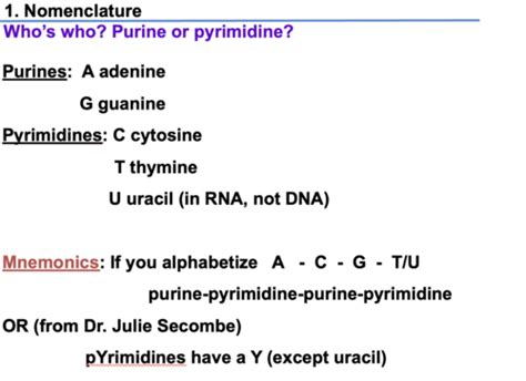 Clinical Aspects Of Purine And Pyrimidine Metabolism Flashcards Quizlet