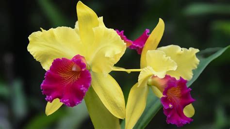 Algumas Espécies De Orquídeas Apresentam Flores Que Mimetizam Vespas Fêmeas