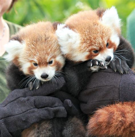 Now Hear This Red Panda Cubs Make Their Debut Cute Wild
