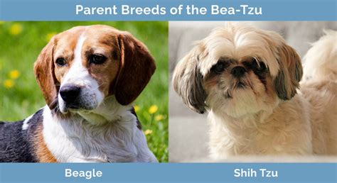 Bea Tzu Beagle And Shih Tzu Mix Info Pictures Facts Hepper