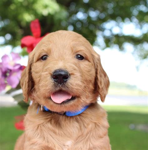 Lancaster puppies has one for you! Goldendoodle puppies near Fort Wayne, Indiana for sale # ...